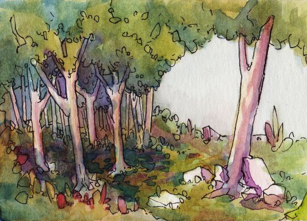 forest