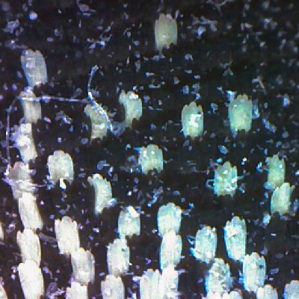 microscope texture