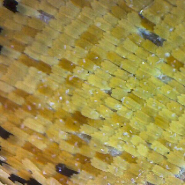 microscope texture