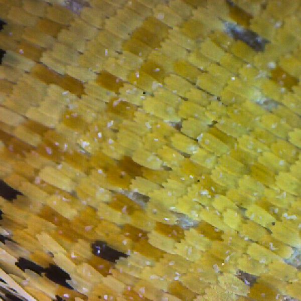 microscope texture