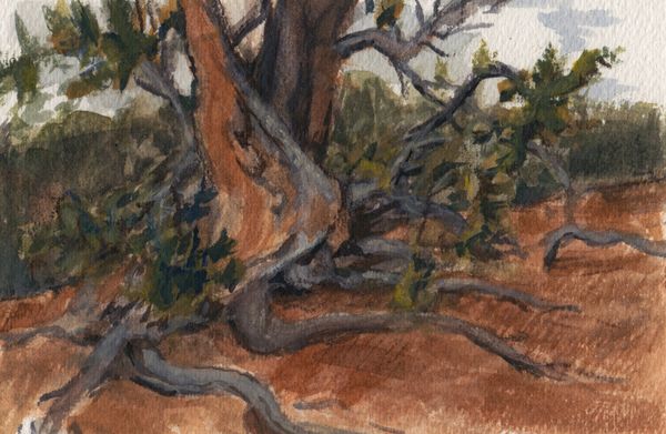 bristlecone